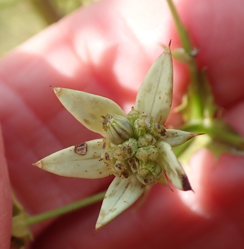 Image of Alepidea amatymbica by no rights reserved