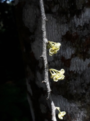 Pera arborea