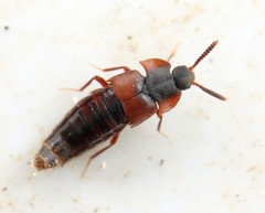 Dinarda dentata