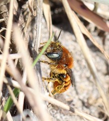 Osmia aurulenta