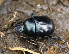 Geotrupes stercorarius