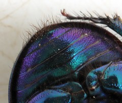Geotrupes stercorarius