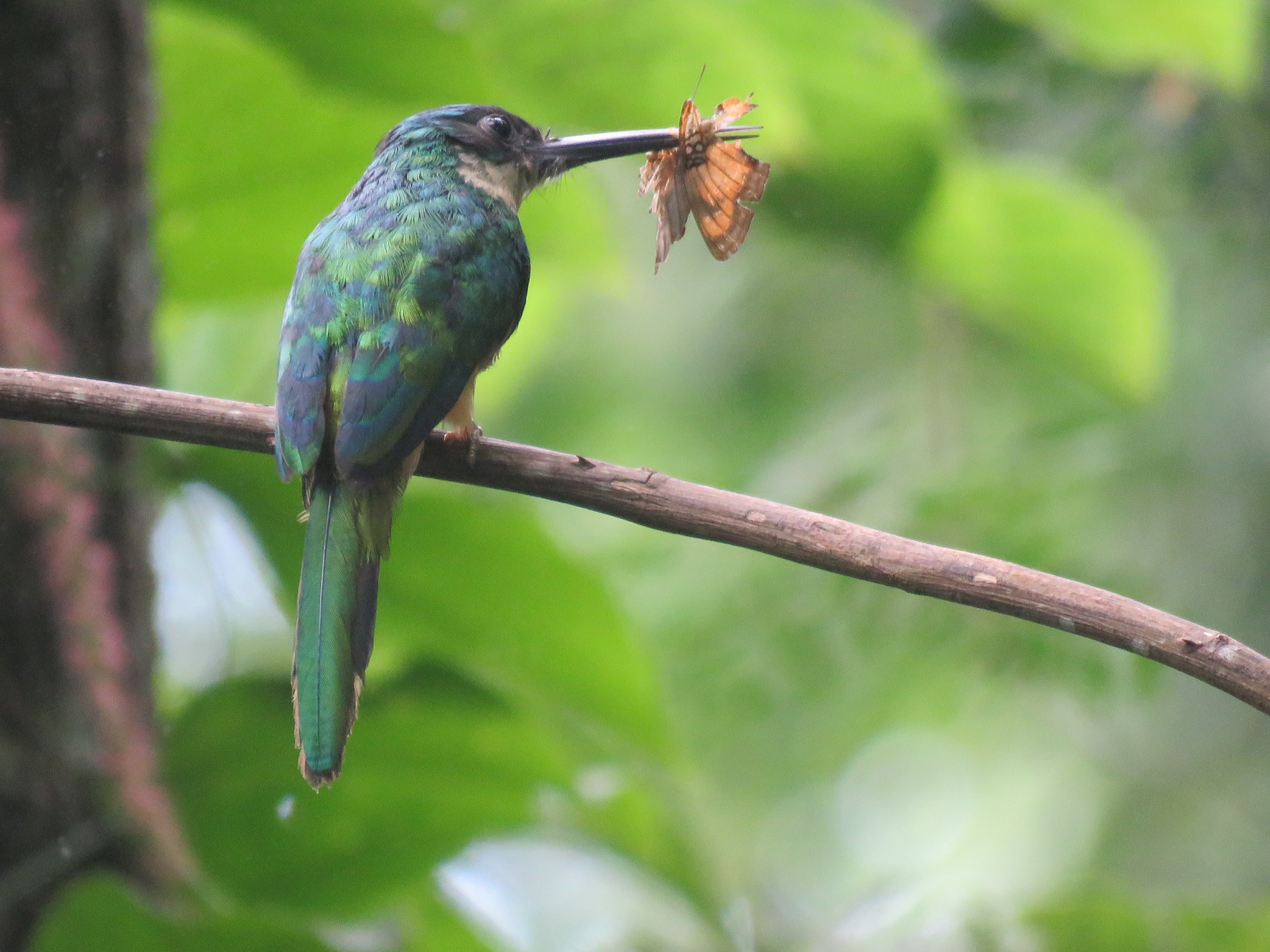 Bronzy Jacamar illustration