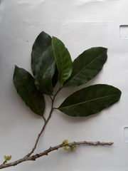 Pera arborea