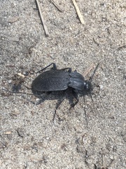 Carabus vinctus