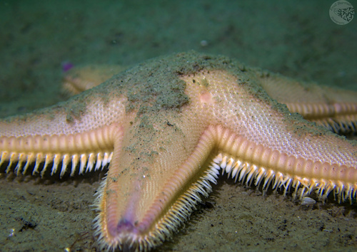 Sand Sea Star, photo 6 of 10