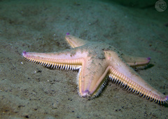 Astropecten irregularis