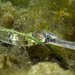 Greater Pipefish - Photo (c) Emil B, some rights reserved (CC BY-NC), uploaded by Emil B