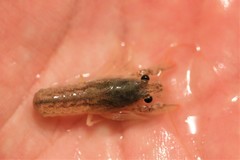 Procambarus simulans