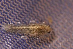 Procambarus simulans