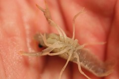 Procambarus simulans