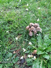 Coprinellus