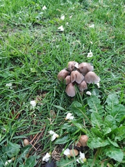 Coprinellus