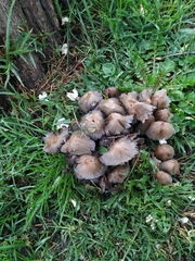 Coprinellus