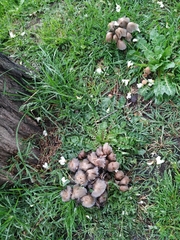 Coprinellus