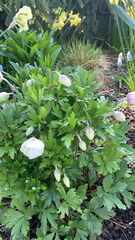 Anemonoides sylvestris