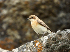 Oenanthe melanoleuca