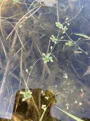 Callitriche heterophylla