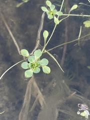 Callitriche heterophylla