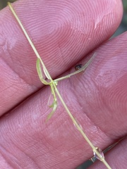 Callitriche heterophylla