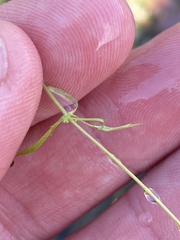 Callitriche heterophylla