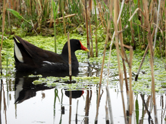 Gallinula chloropus