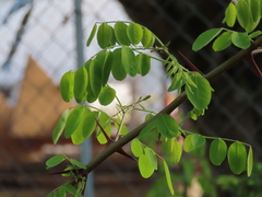 Robinia × ambigua