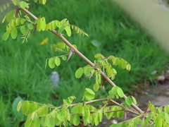 Robinia × ambigua