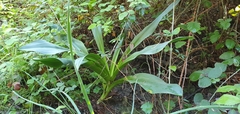 Drimia numidica