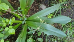 Drimia numidica