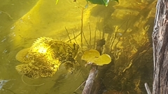 Lobotes surinamensis
