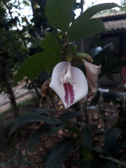 Clitoria javitensis