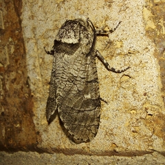 Cossinae