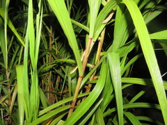 Thamnodynastes pallidus