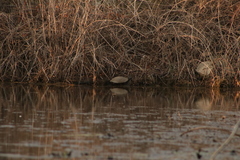 Pseudemys rubriventris