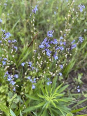 Lobelia homophylla