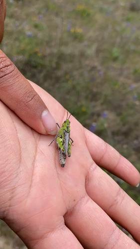iNaturalist observation photo of Painted Meadow Grasshopper