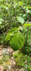 Styrax officinalis