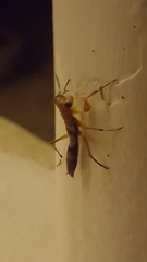 Mantoida
