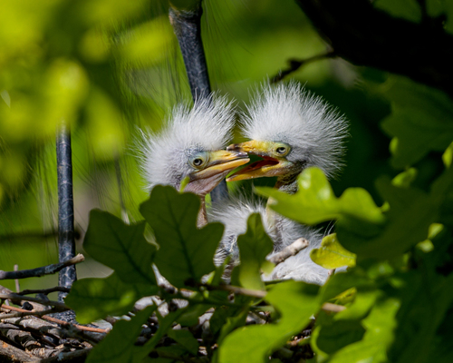 Great Egret photographed in Texas