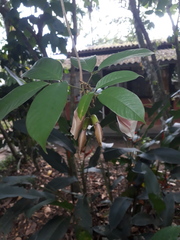 Clitoria javitensis