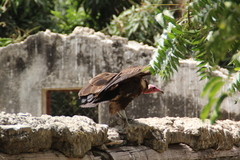 Necrosyrtes monachus