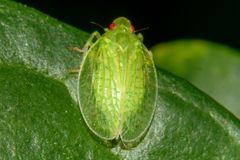 Tropiduchinae