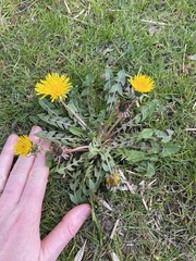 Taraxacum