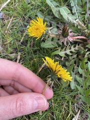 Taraxacum