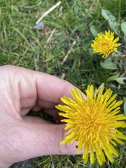 Taraxacum