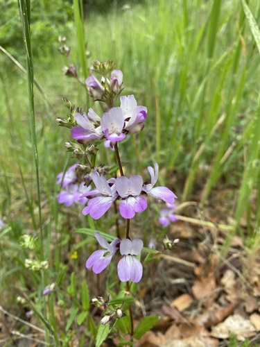 iNaturalist observation photo of Purple Chinese Houses