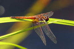 Trithemis pluvialis