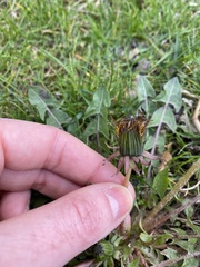 Taraxacum