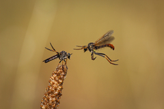 Heteropogon manicatus